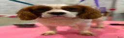 Cavapoo dogs for sale: Stunning Red Cavapoo Puppies Ready Now - Advert 13