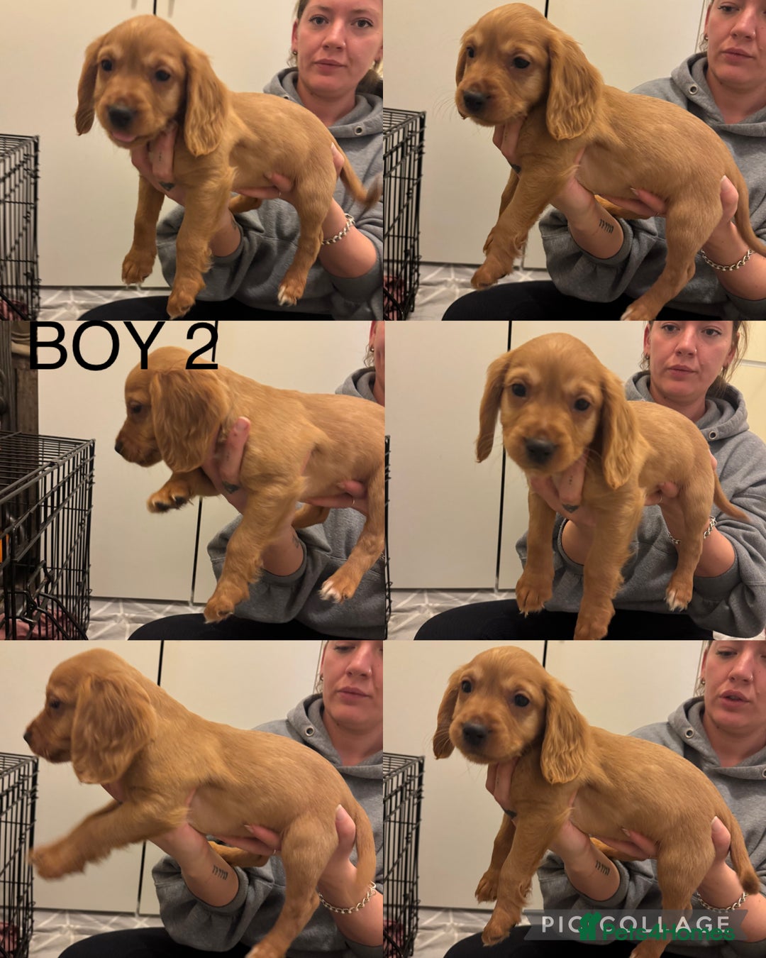 Cocker Spaniel dogs for sale: Cocker Spaniel Puppy *READY FOR HOMES NOW* - Advert 5