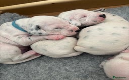Dalmatian dogs for sale: 6 Beautiful Chunky Dalmatians born 27/5/25 in Stafford - Image 8