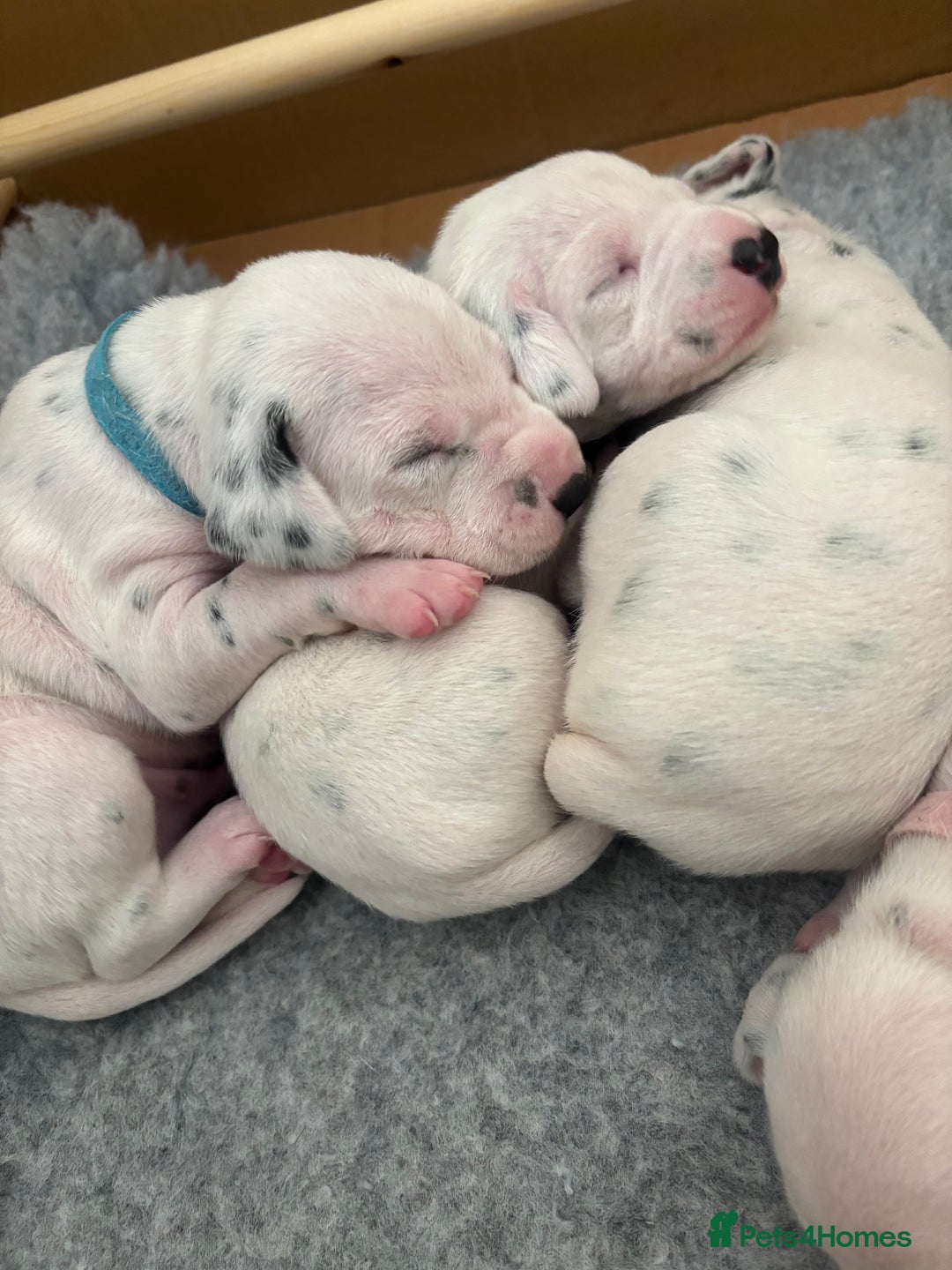 Dalmatian dogs for sale: 6 Beautiful Chunky Dalmatians born 27/5/25 in Stafford - Image 8