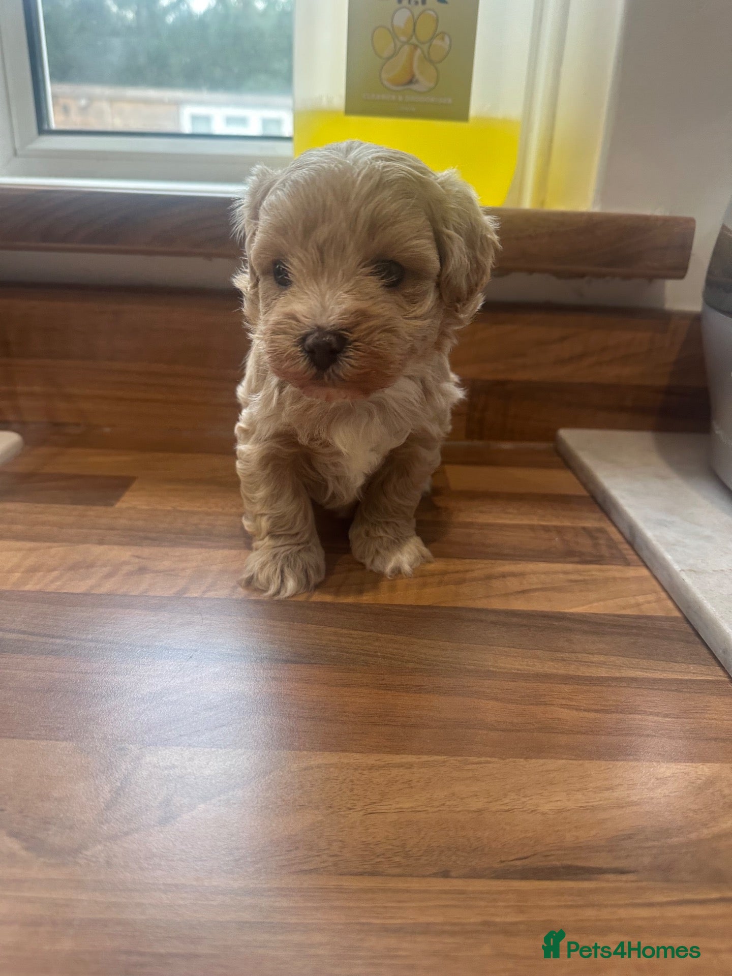 Maltipoo dogs Beautiful maltipoo  - Advert 1