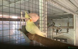 Cockatiels birds for sale: 2025  Cockatiels and Budgies - Image 16