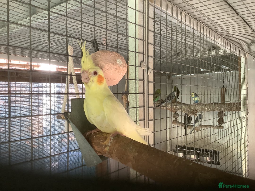 Cockatiels birds for sale: 2025  Cockatiels and Budgies - Image 16