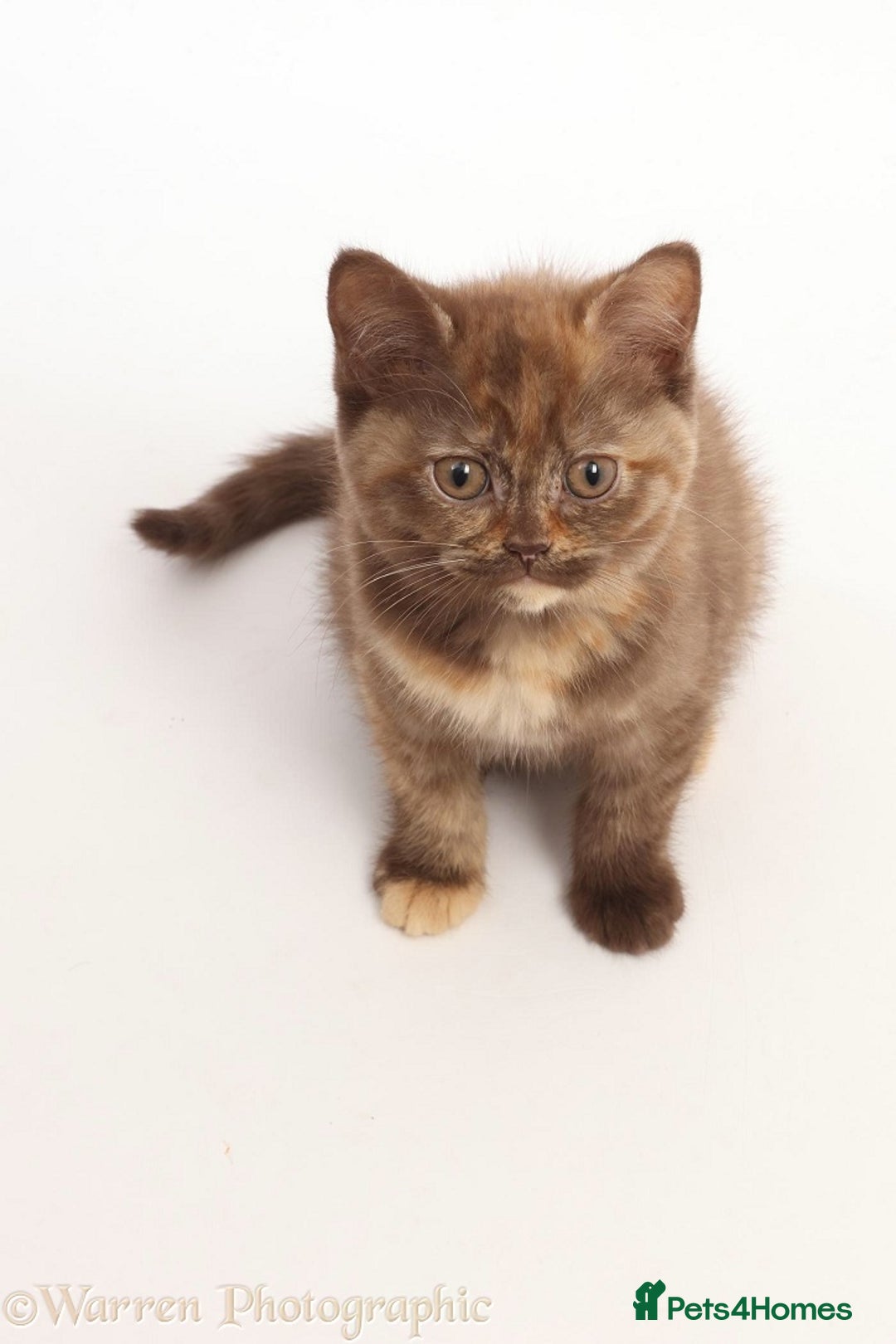 British Shorthair cats for sale: Adorable British Babies  - Advert 1