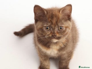 British Shorthair cats Adorable British Babies - Advert 4