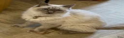 Ragdoll cats for sale: Gorgeous Ragdoll kittens - Advert 8