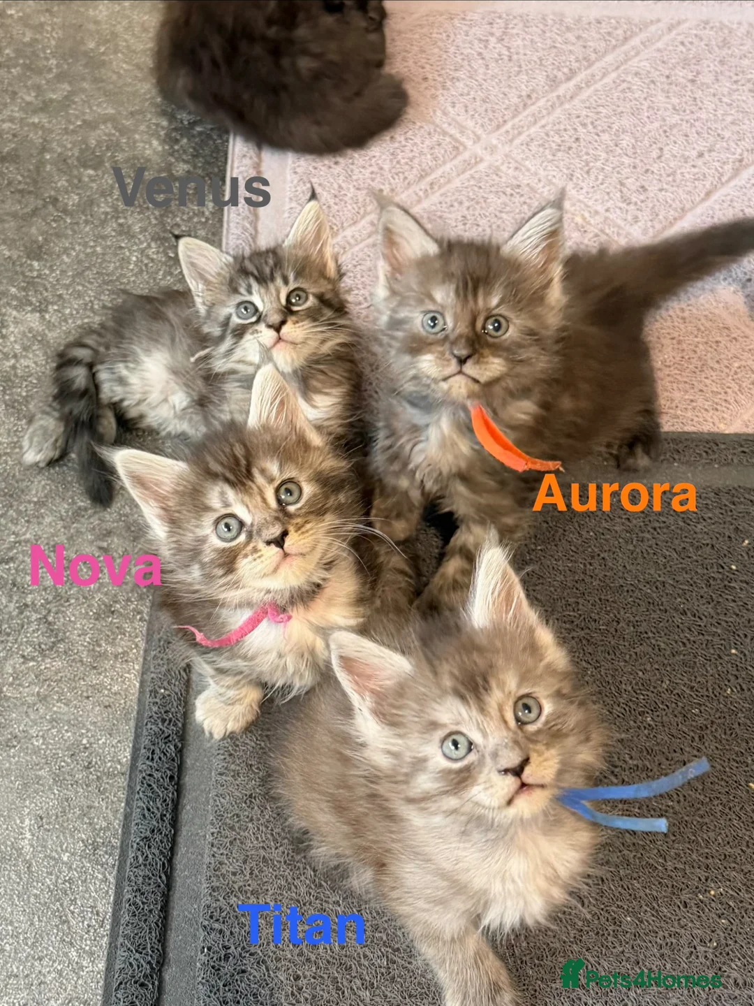 Maine Coon cats for sale: TICA Registered Maine Coon Kittens  - Advert 1