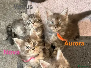 Maine Coon cats TICA Registered Maine Coon Kittens - Advert 17