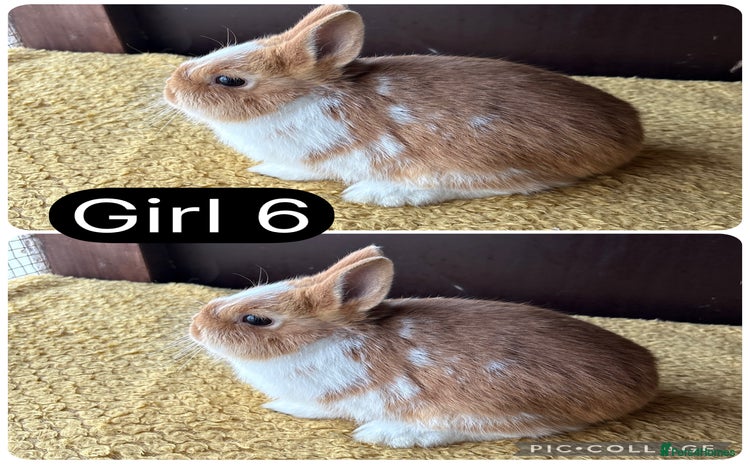 Netherland Dwarf rabbits - Advert 6