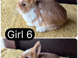 Netherland Dwarf rabbits - Advert 2