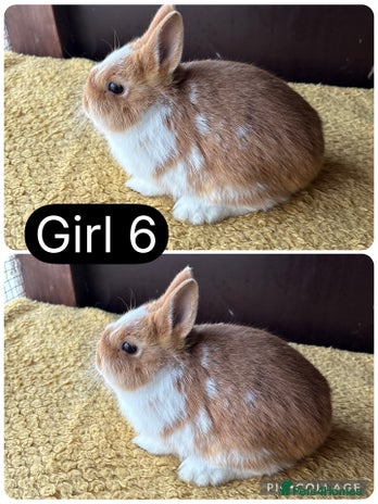 Netherland Dwarf rabbits - Advert 2