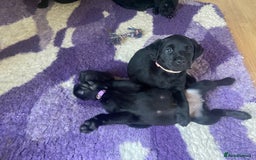 Labrador Retriever dogs for sale: 10 Beautiful black Labrador puppies - Image 32