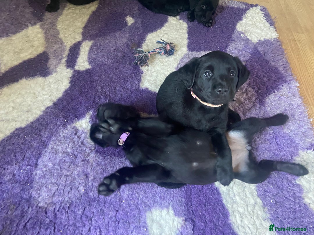 Labrador Retriever dogs for sale: 10 Beautiful black Labrador puppies - Image 32