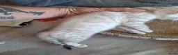 Bengal cats for sale: Mink x snow lynx bengal  - Advert 16