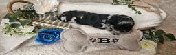 Cockapoo dogs for sale: Beautiful F1B blue merle miniature poodle  - Advert 6