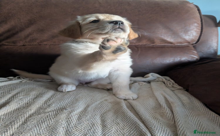 Mixed Breed dogs - Advert 3