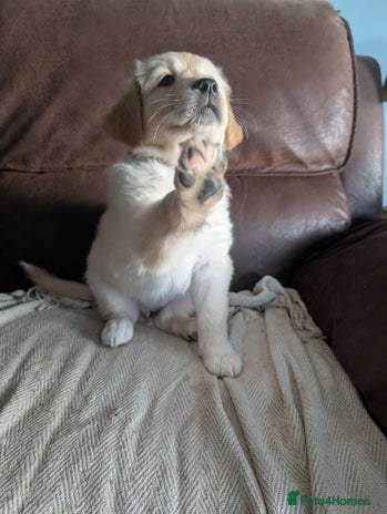 Mixed Breed dogs - Advert 2