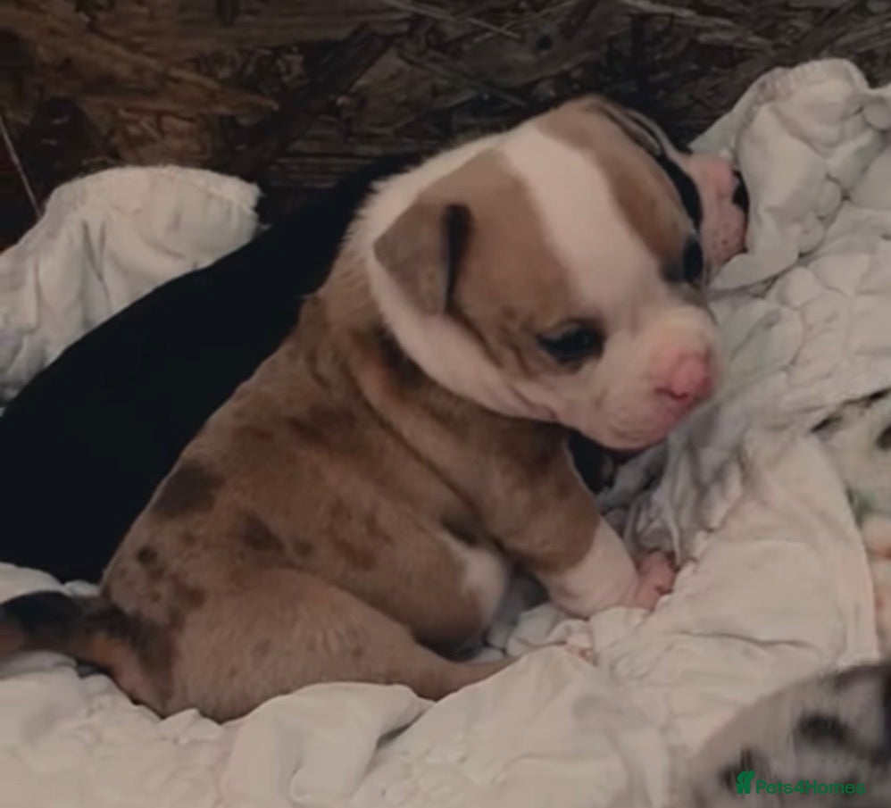 American Bully dogs Pocket bully puppies Merle fawn pied tri - Advert 17