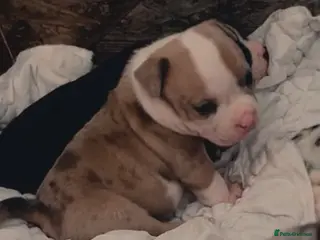 American Bully dogs Pocket bully puppies Merle fawn pied tri - Advert 2