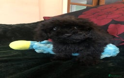 Mixed Breed dogs for sale: shihtzu x toy poodle puppies for sale - Image 27