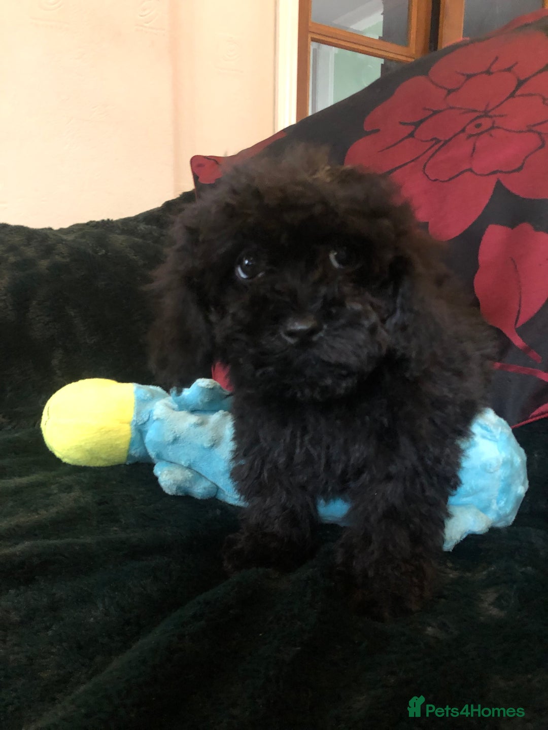 Mixed Breed dogs for sale: shihtzu x toy poodle puppies for sale - Image 27