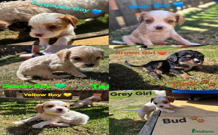 Cavachon dogs - Advert 1