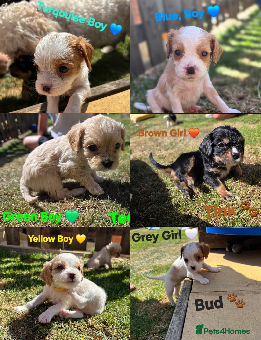 Cavachon dogs for sale: Cavalier King Charles X Cavachon - Image 1