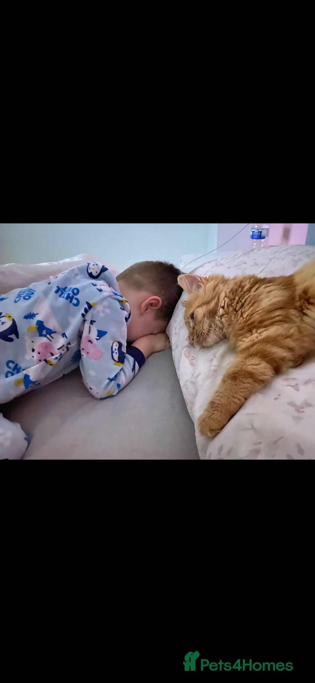 Maine Coon cats for sale: Ginger Maine coon - Advert 2