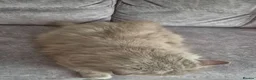 British Longhair cats for sale: Beautifiul Retired Lilac 'Queenie' - Advert 9