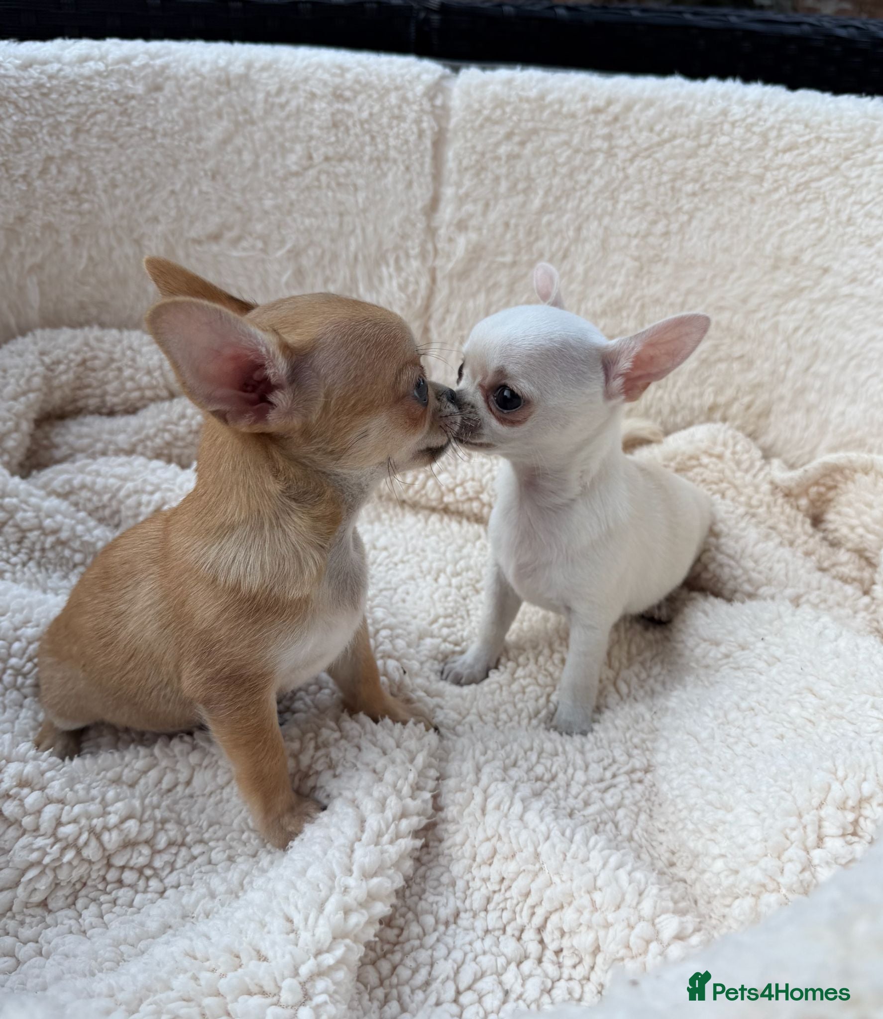 Chihuahua dogs  Gorgeous Brown Male and White Female Chihuahuas - Advert 1