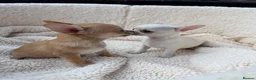 Chihuahua dogs for sale:  Gorgeous Brown Male and White Female Chihuahuas - Advert 1