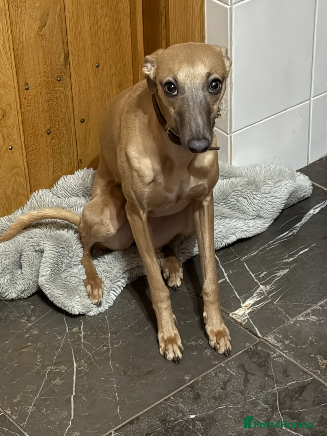 Whippet dogs for sale: Whippet female  - Advert 4