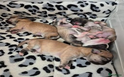 Chihuahua dogs for sale: KC registered Longcoat Chihuahuas - Image 6