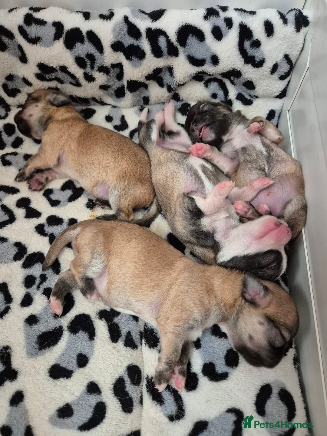 Chihuahua dogs for sale: KC registered Longcoat Chihuahuas - Image 6