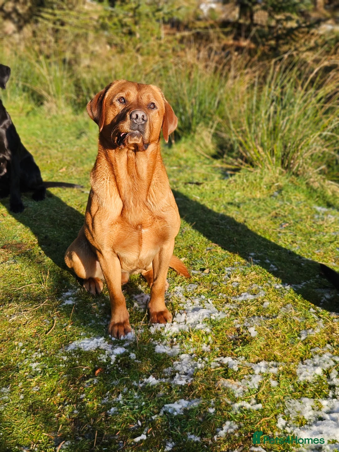 Labrador Retriever dogs for stud: AT STUD Fox Red Labrador | 0/0 Hips in Kirriemuir - Advert 15