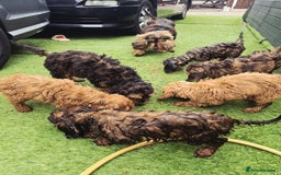Cockapoo dogs for sale: Need them gone Asap - Image 7
