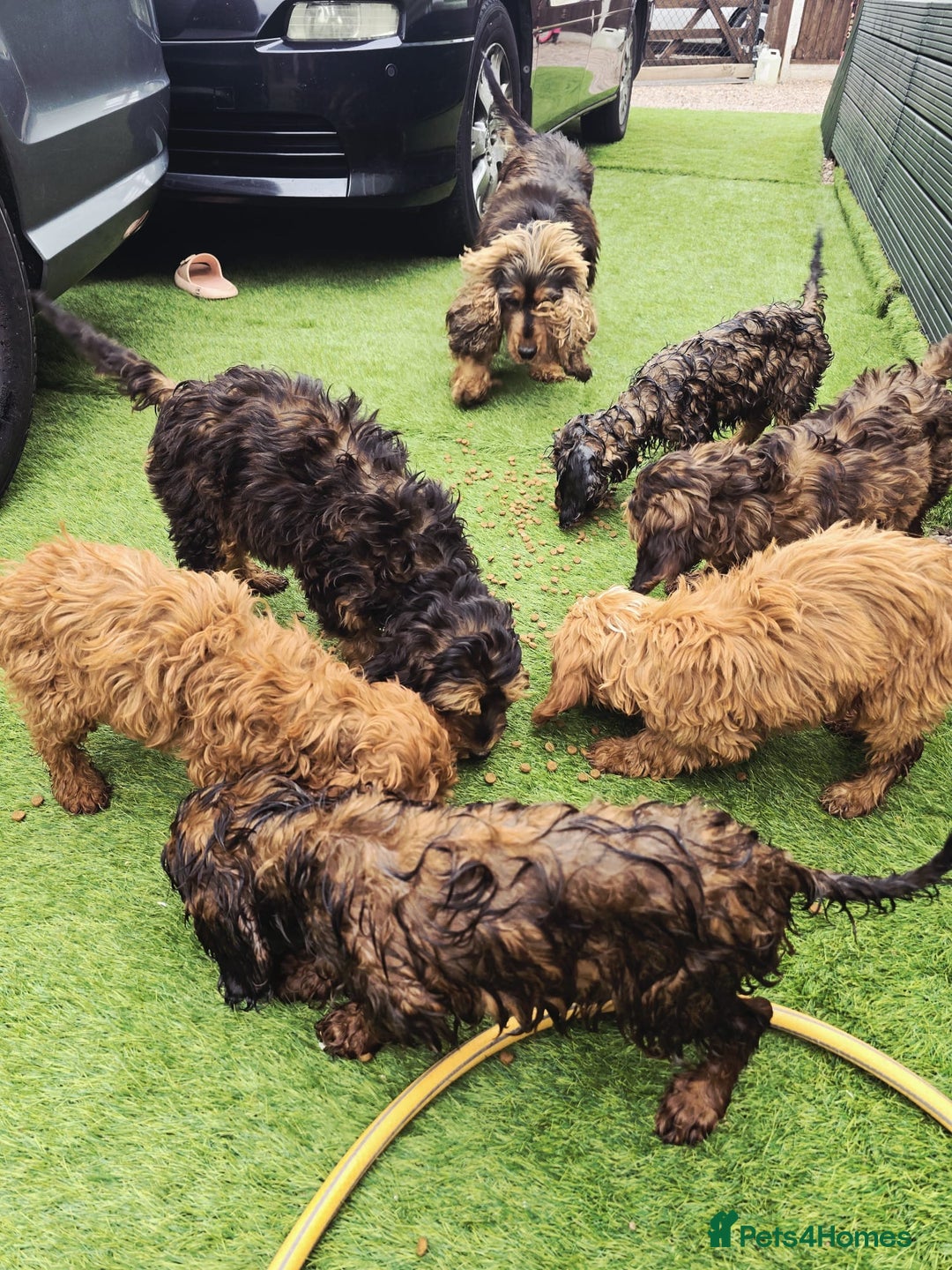 Cockapoo dogs for sale: Need them gone Asap - Image 7