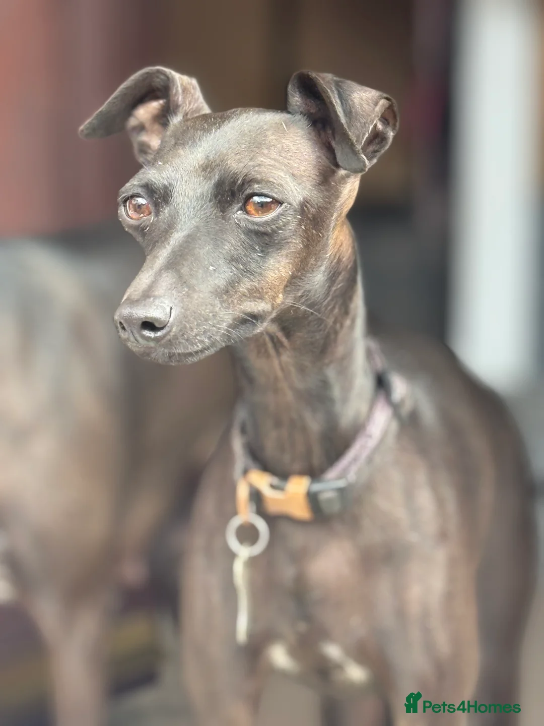 Italian Greyhound dogs for sale: KC Italian Greyhound Puppies  - Advert 8