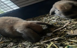 Mini Lop rabbits for sale: Pure bred minilop rabbits - Image 12