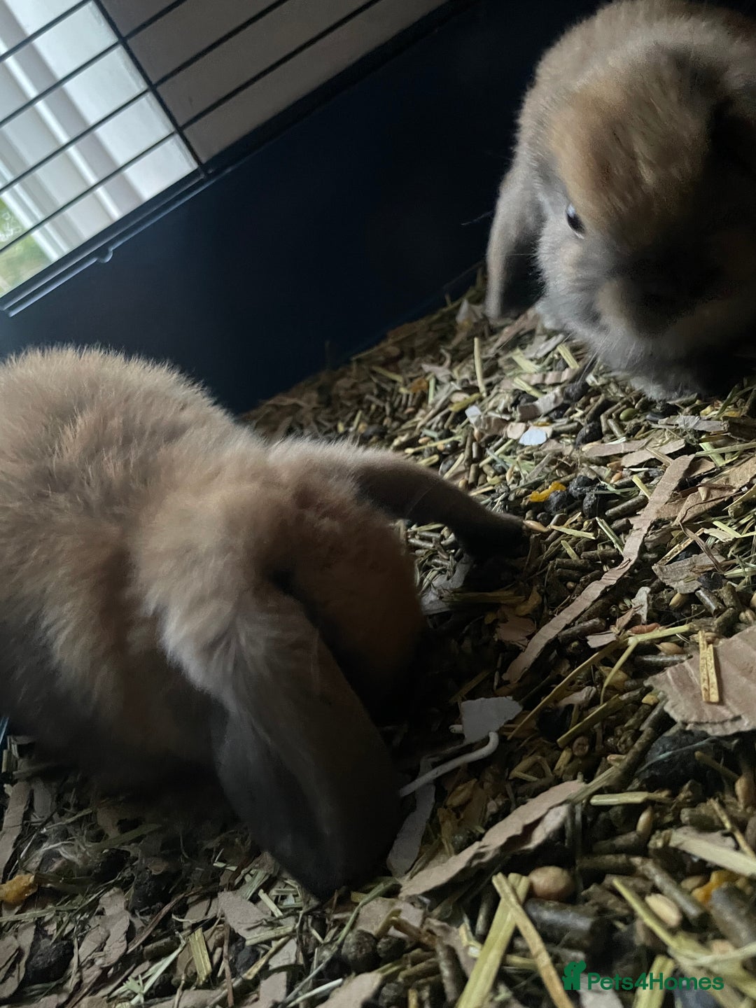 Mini Lop rabbits for sale: Pure bred minilop rabbits - Image 12