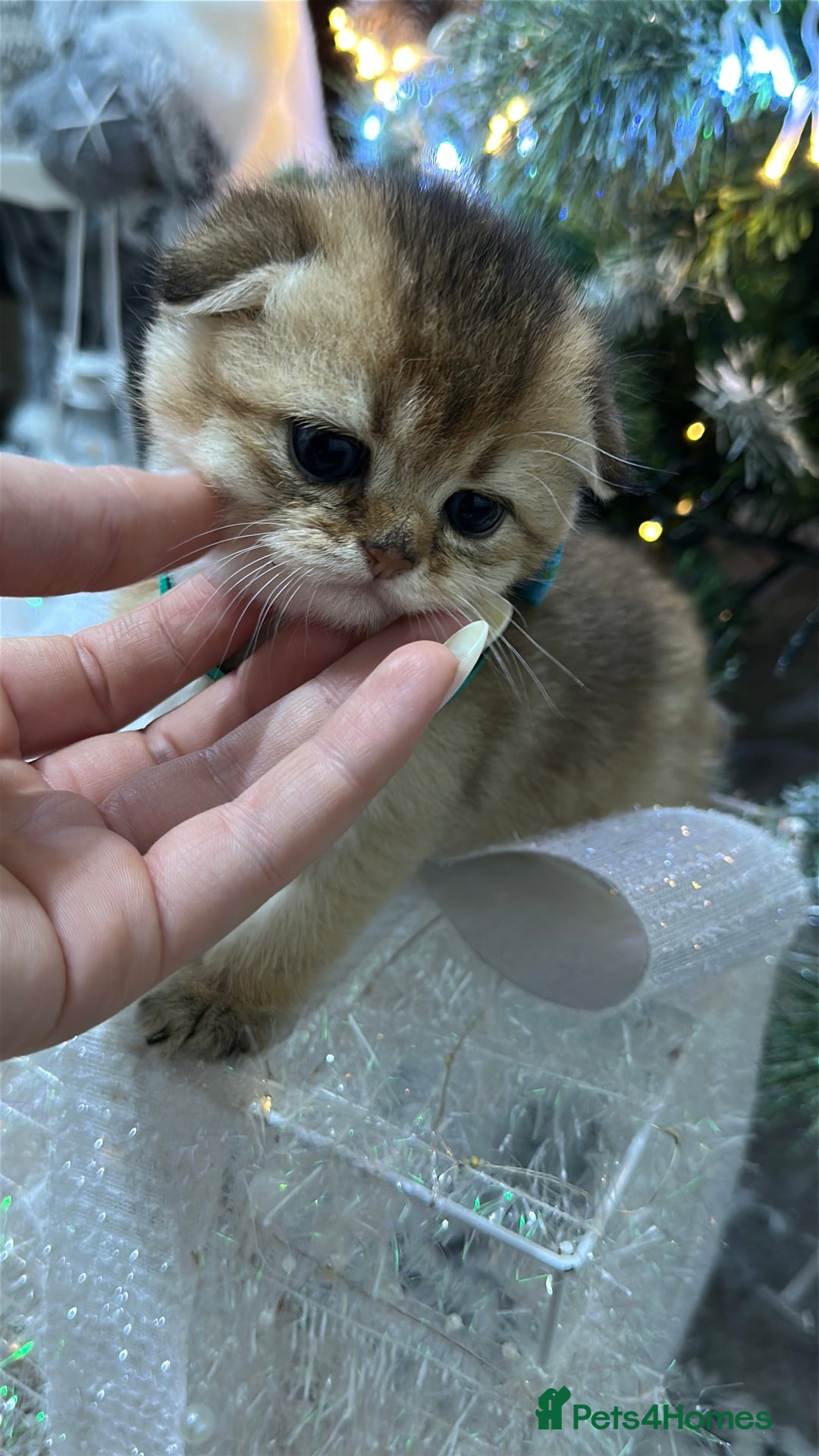 Scottish Fold cats for sale: Adorable Scottish Kittens – Raised with Love - Advert 2