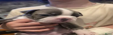 Boston Terrier 6