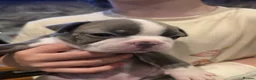 Boston Terrier dogs for sale: Health-Tested KC Registered Boston Terrier Puppies in Salford - Advert 9