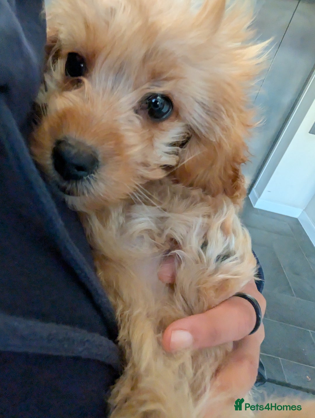 Cockapoo dogs for sale: Girl Cockapoo - Image 2