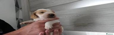Cocker Spaniel Puppy 5