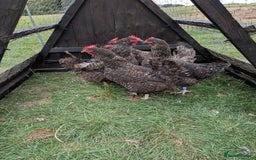 Chickens poultry for sale: English Cuckoo Marans - Image 2