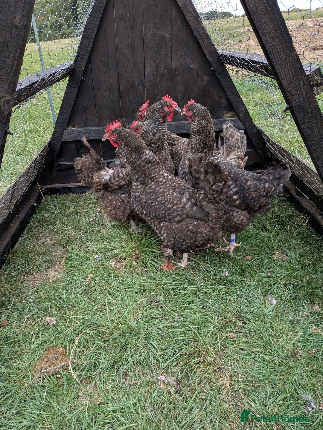 Chickens poultry for sale: English Cuckoo Marans - Image 2