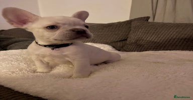 French Bulldog dogs - Advert 14
