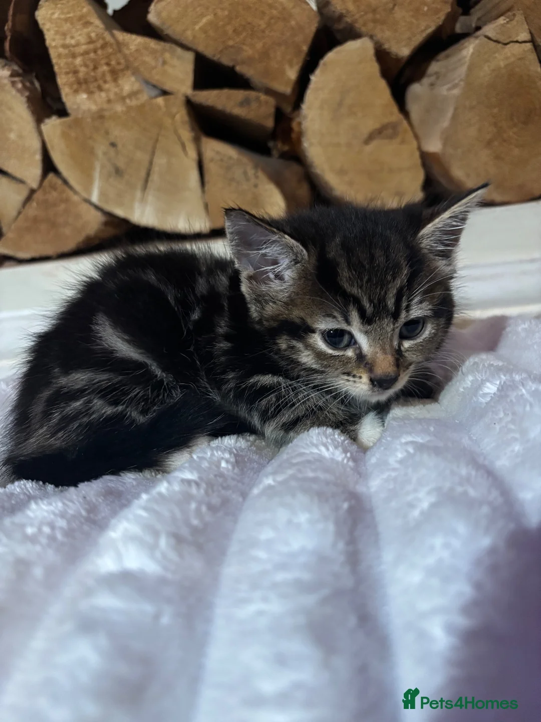 Mixed Breed cats for sale: Female kitten socks ❤️💕 - Advert 2
