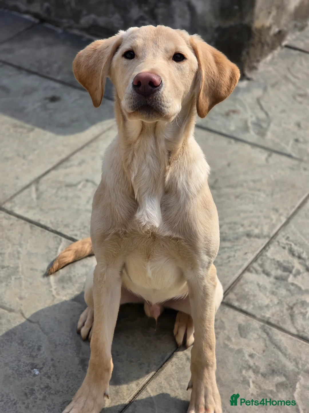 Labrador Retriever dogs for sale: Labrador Dog Pup  - Advert 1